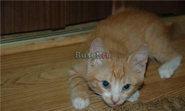 Марик- золотой фонарик котенок рыжий 2 мес Орехово-Зуево