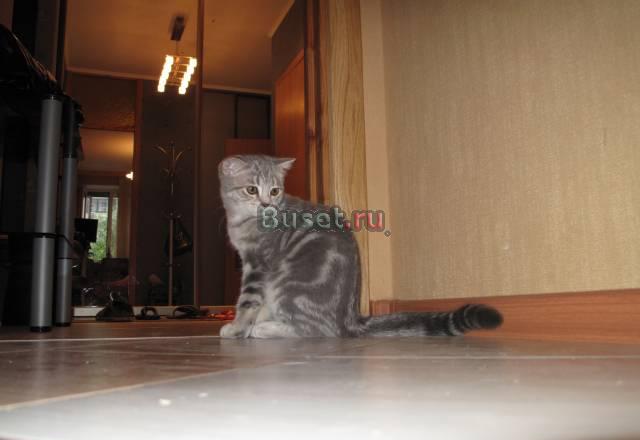 Шотландские котята кошка Москва