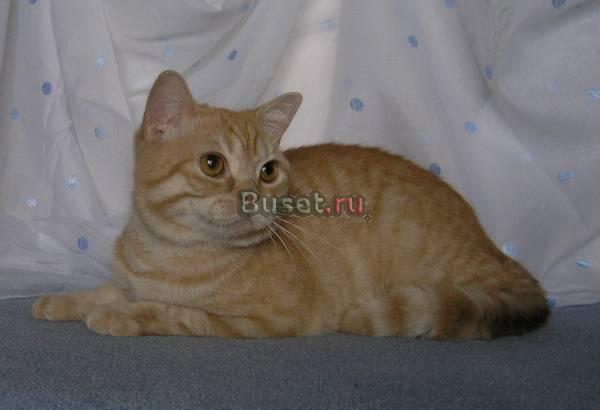 Британец Сыктывкар