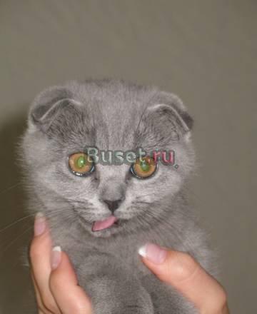 Котята Саратов