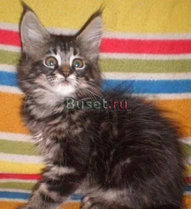 Мейн кун котята от титулованных родителей Москва