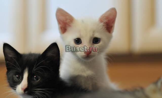 Белый домашний котенок бесплатно Москва