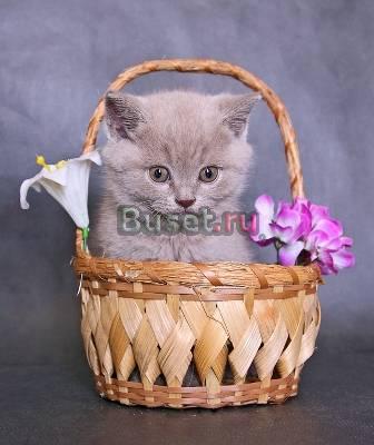 Шотландские котятаСтрайты Москва