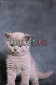 Шотландские котятаЛилового окраса Москва