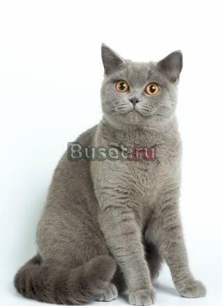 Ищу кота для вязки со 100 британской родословной Москва