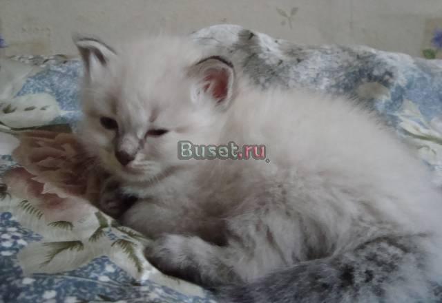 Котята невские 1 месяц Москва