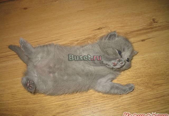 Британские котята Москва
