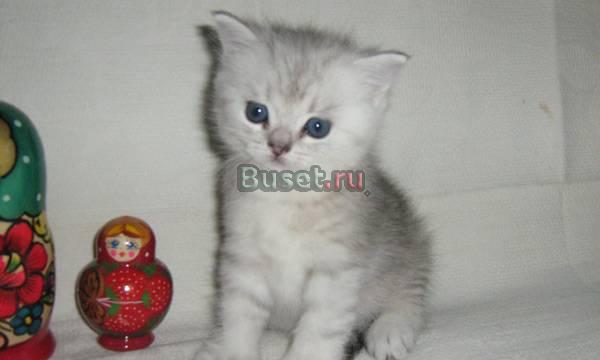 Британские короткошерстные серебристые котята Екатеринбург