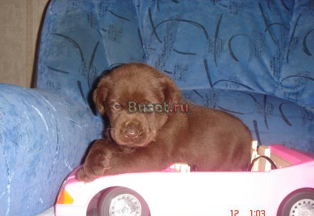 Щенок лабрадора ретривера Череповец