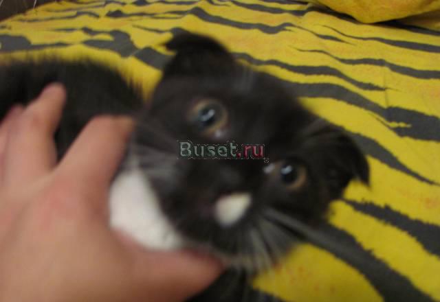 Отдам котенка вислоухого черный с белыми лапками Москва