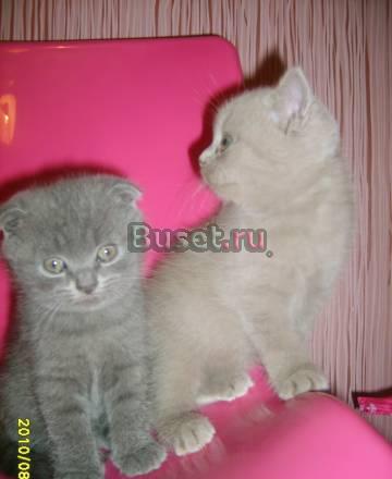 Продажа шотландских котят - 5000 руб Ивантеевка