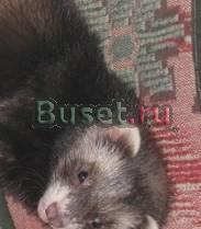 Продам хорька ручного Москва