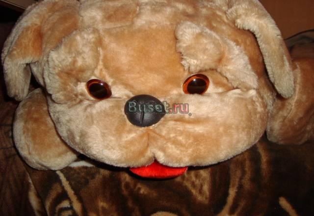 Большой щенок ищет новых хозяев Санкт-Петербург