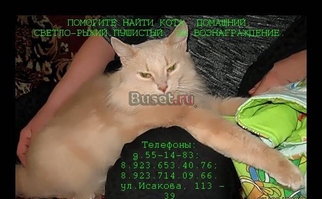 Потерялся кот исакова 113-39 Барнаул
