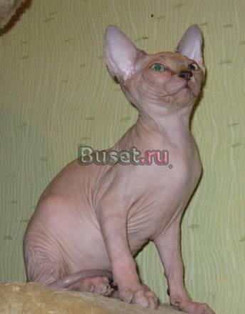 Голенькие зеленоглазые и синеглазые котята-сфинксы Москва