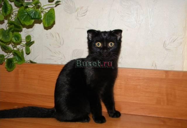 Шотландская вислоухая кошечка Москва