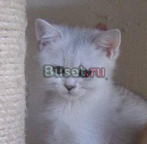 Ласковый британский котик Химки