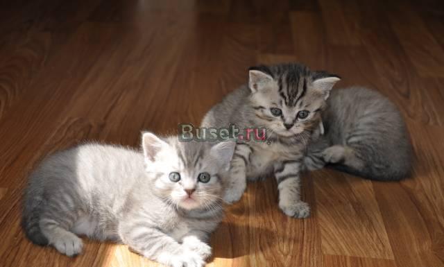 Шотландские котята редких окрасов, пятно на серебр Москва