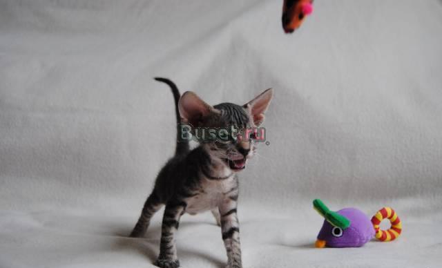 Клубный котёнок Донского сфинкса Москва