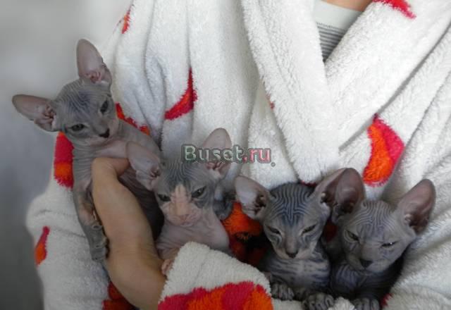 Продаются котята породы донской сфинкс Санкт-Петербург