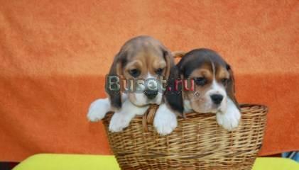 Бигль щенки бигля Москва