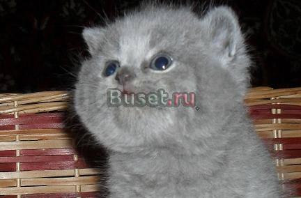 Чистокровные британские голубые котята шоу класса Москва