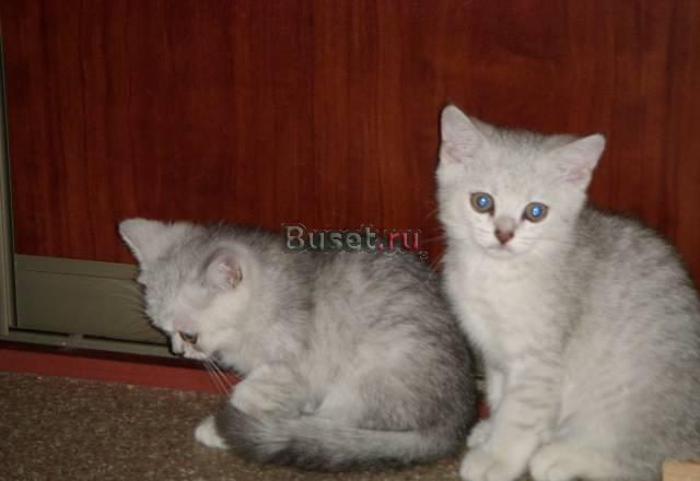 Продажа британских котят Москва