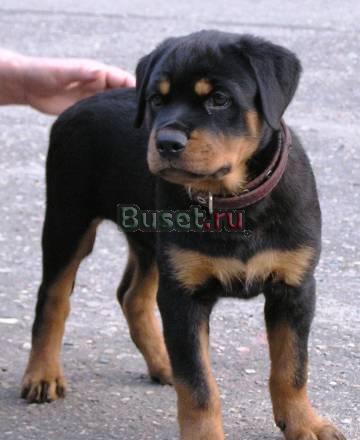 Продается щенок Ярославль