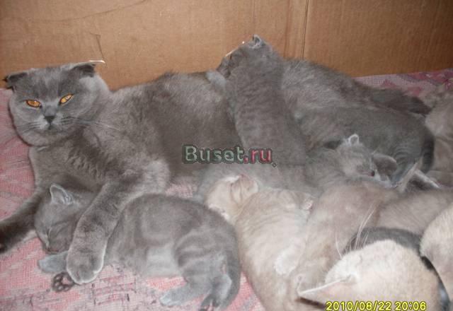 Плюшевые котята Москва