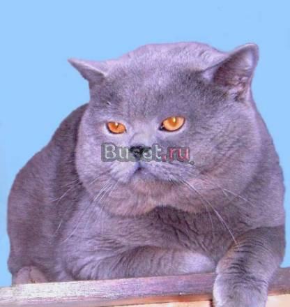 Вязка Голубой Британский кот Москва