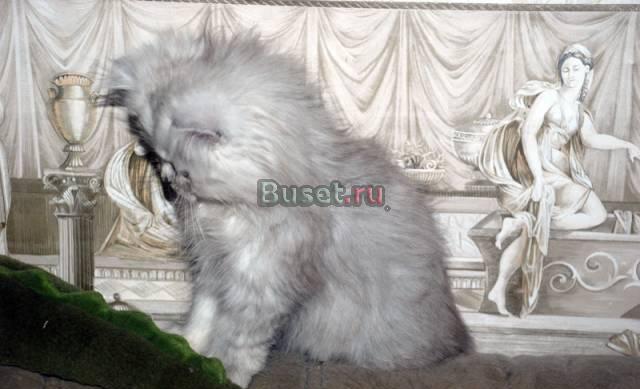 Продается персидский котенок мальчик Москва