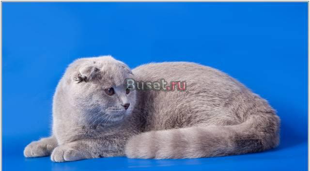 Ищу добрых хозяев Москва