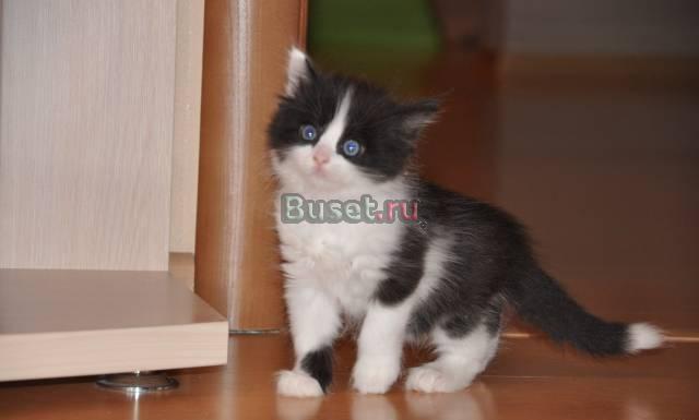 Отдам в дар котенка Москва