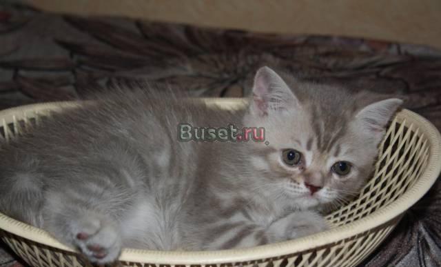 Котенок -британка девочка (лилиовый тигр)3000 р.() Санкт-Петербург