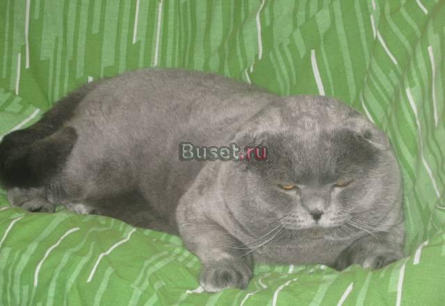 Вислоухий кот, еврочемпион, вязка Москва