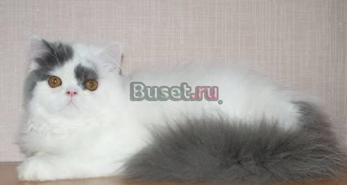 Персидский кот окраса голубой ван Санкт-Петербург