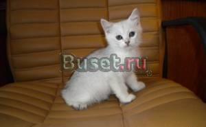 Котята окраса шиншилла, шоу класса, недорого Москва