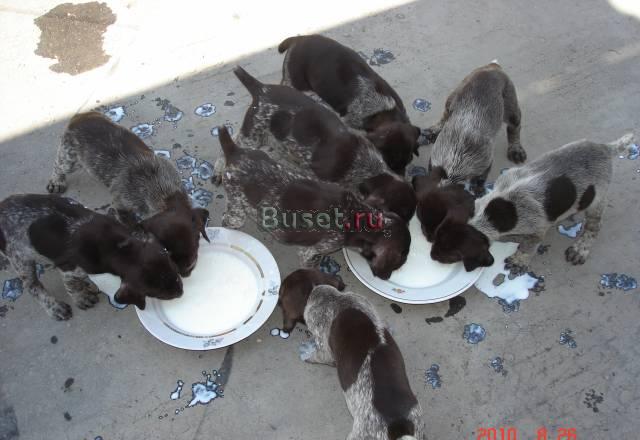 Продаются щенки курцхаар Краснодар