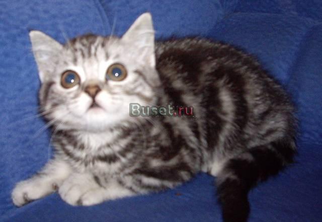 Британский девочка котенок за 2000р Москва