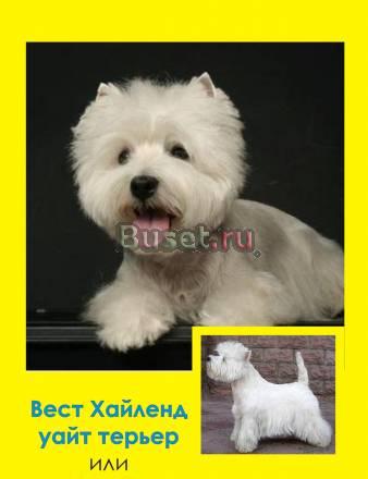 Появились на свет новые Вестики Пермь