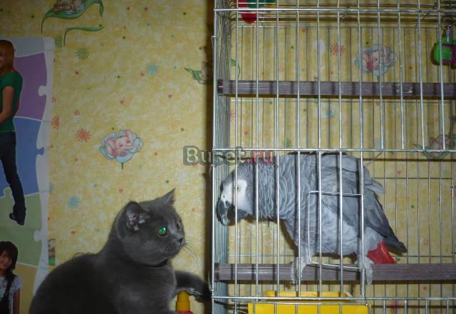 Жако+больш.клетка Санкт-Петербург