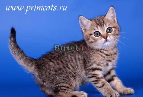 Яркие шотландские котята - тигрята, браун табби Москва