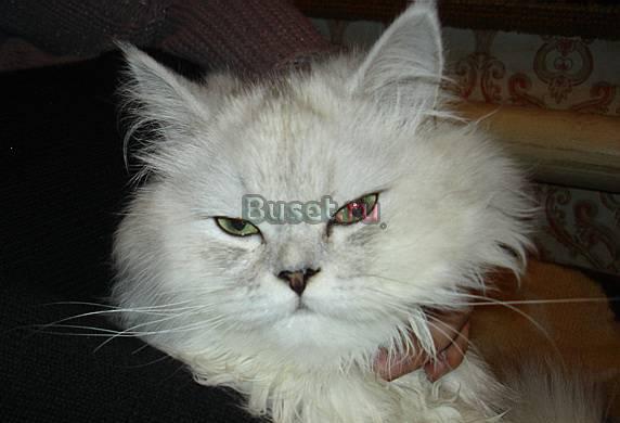 Ищу кота для вязки Барнаул