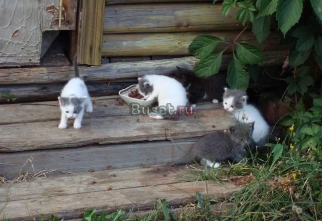 Отдам котят в дар Москва