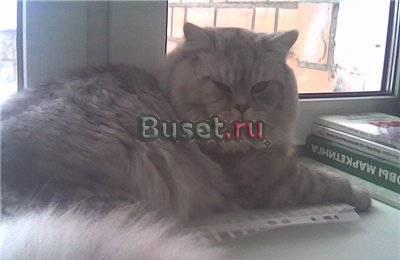 Продам котят Красноярск