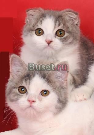 Продажа котят скотиш фолд и страйт Волгоград