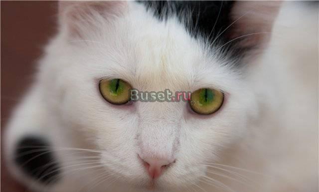 Роскошный кот Мурз (2 г.) с 2-цветными глазами Москва