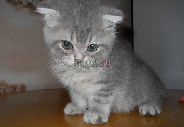 Британский клубный котёнок Москва
