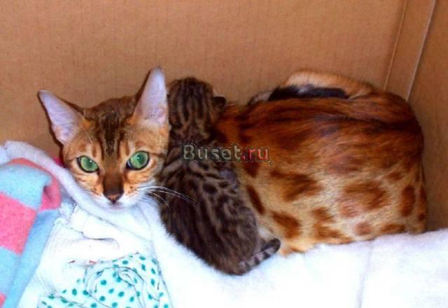 Бенгальские котята шоу класса Москва