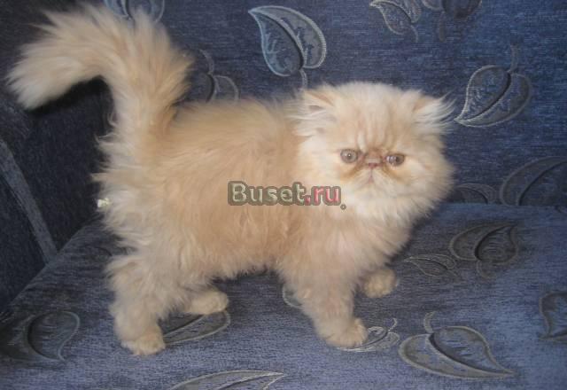 Персидский котенок экстремал Волгоград